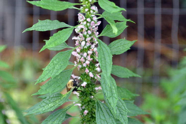 Introduction to Herbs for Kids 