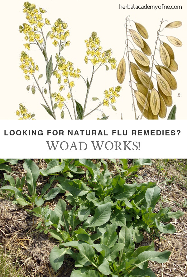 Looking for Natural Flu Remedies - Woad Works