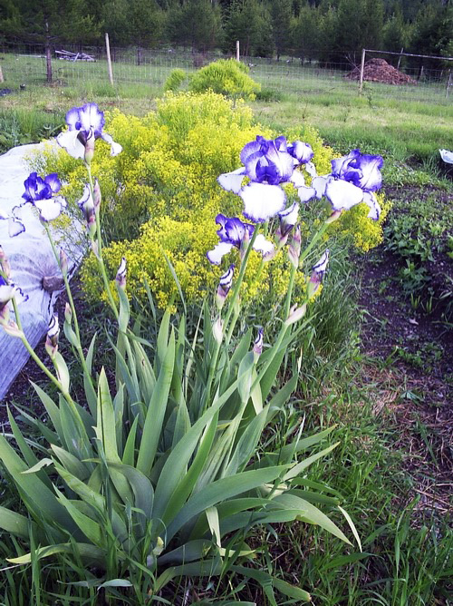 Using Woad As A Natural Flu Remedy - Joybilee