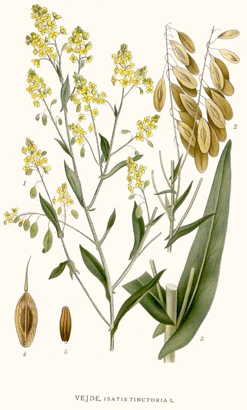 Using Woad As A Natural Flu Remedy
