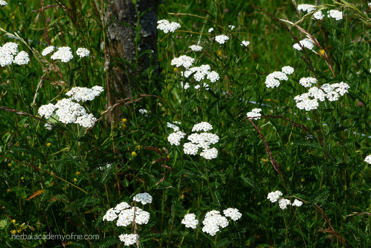 9 Herbal Remedies for a Tootache