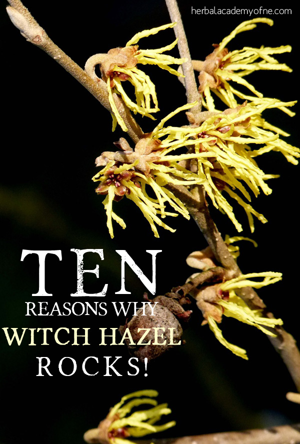 10 Reasons Why Witch Hazel Rocks
