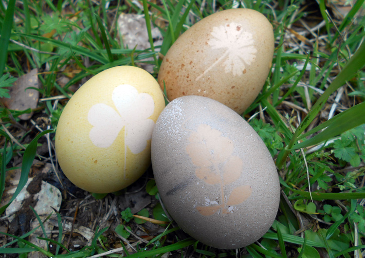 Easter eggs in the grass