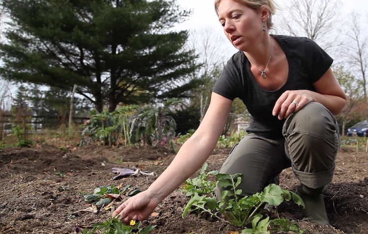 Building Relationships with Plants - Herbs Work as our Companions and Allies