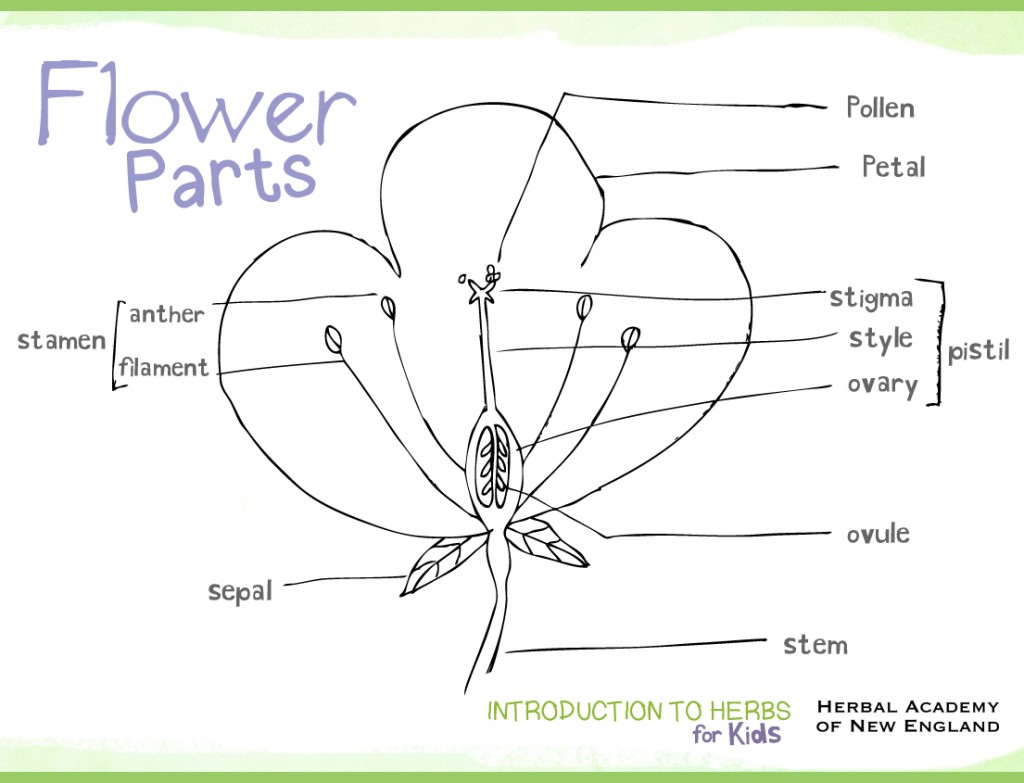 Flower Parts - Herbs for Kids
