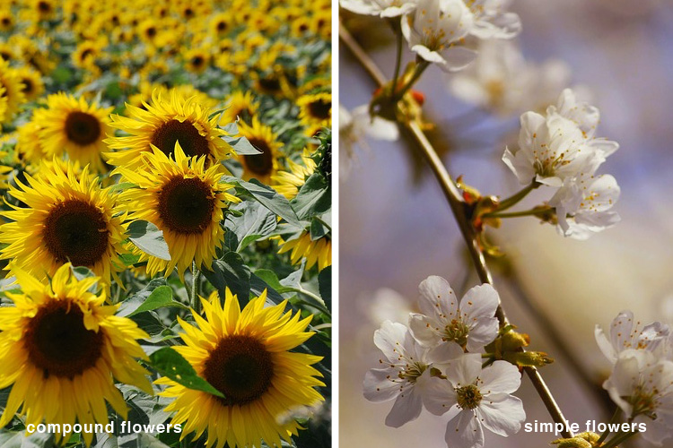 Flower Types - Herbs for Kids