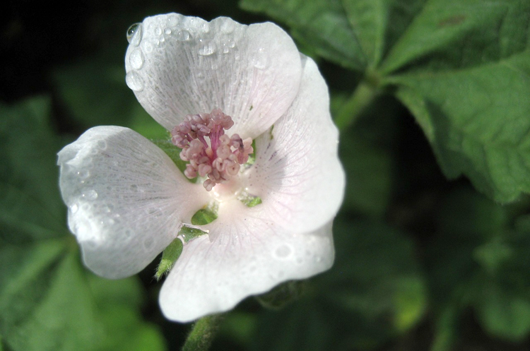 Learning about Simpling with Kids: Introduction to Herbs for Kids series