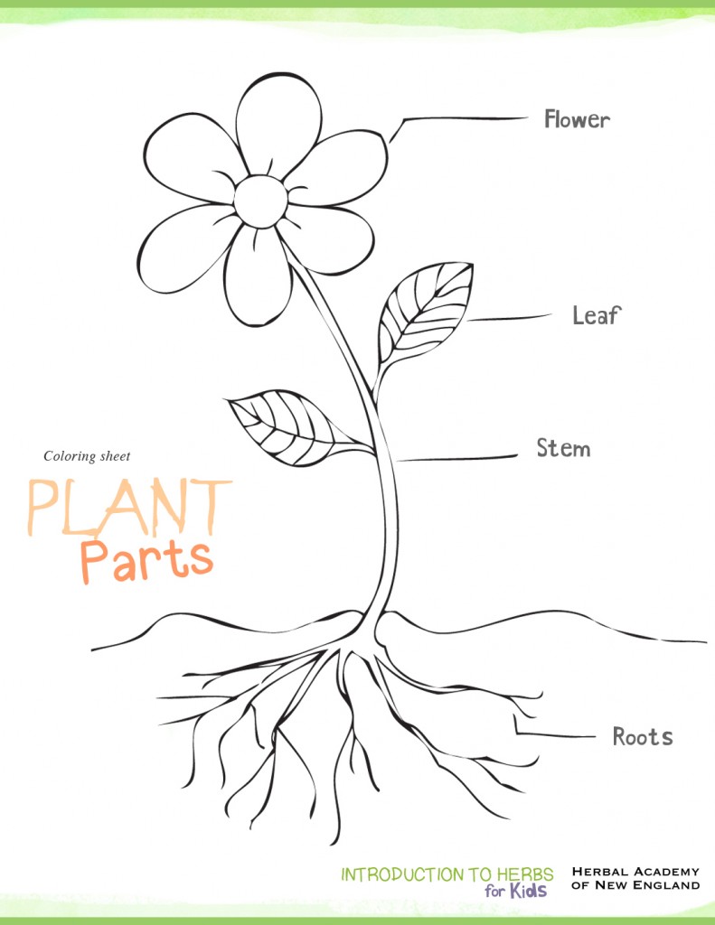 Plant Parts - Herbs for Kids