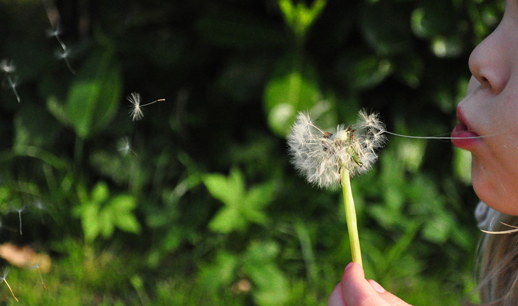 Seeds from a dandelion