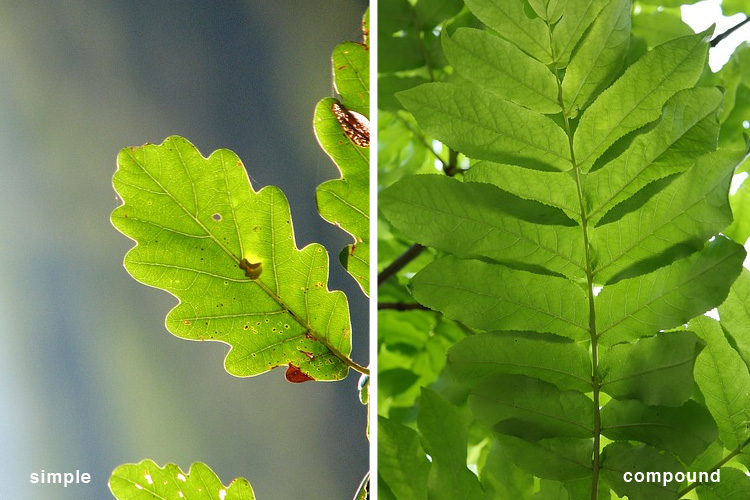 Simple vs Compound Leaves - Learning Herbs for Kids