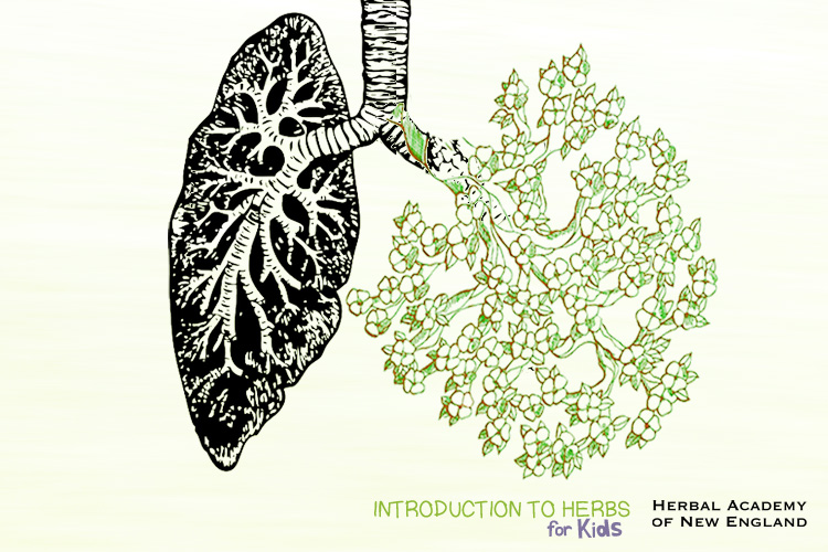 Tree and Lung Diagram - Introduction to Herbs for Kids Series