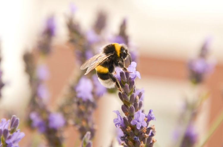 Honey Bee On Purple Flower