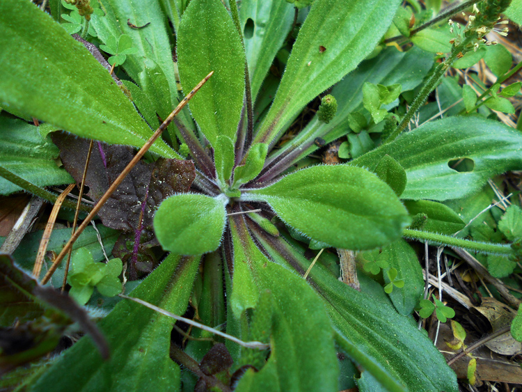 Foraging for Weeds and Skin Care Recipes