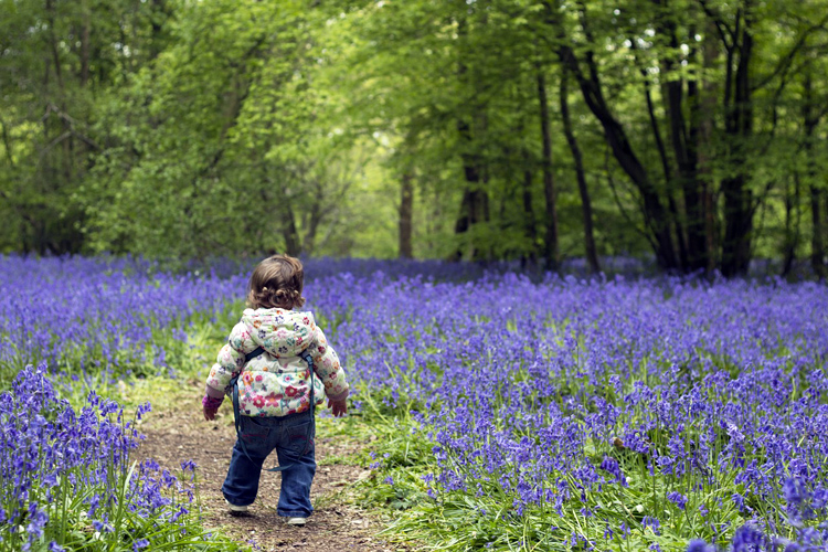 Free Introduction to Herbs for Kids Series - Wildcrafting lesson