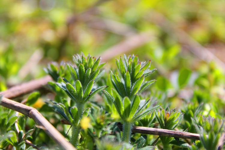 Designing An Herb Garden