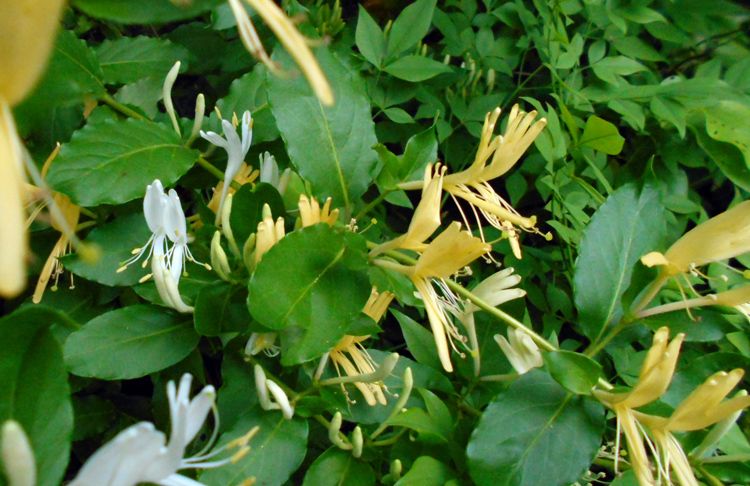 Mother's Day Honeysuckle herbal gifts