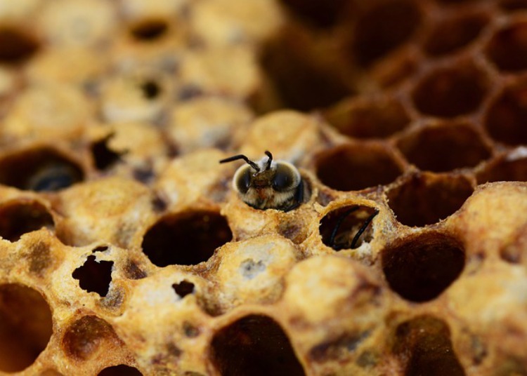 Honey bee in honey comb
