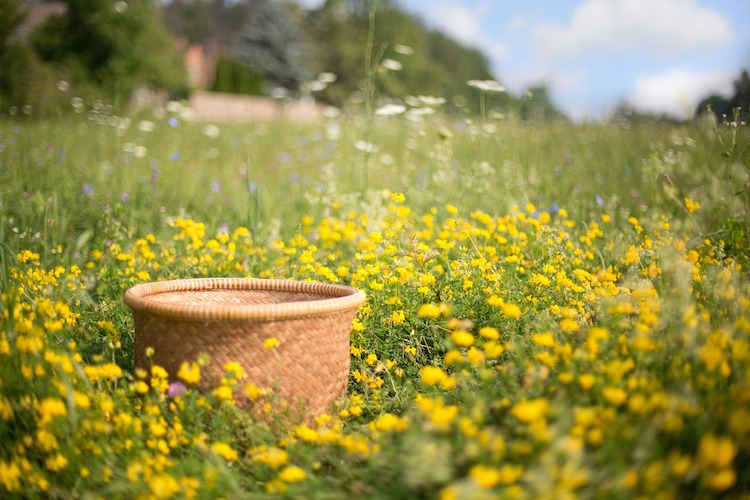 How to Harvest your herbs - A kids series