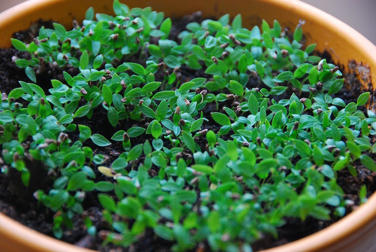 How to Start Planning Your Herb Garden