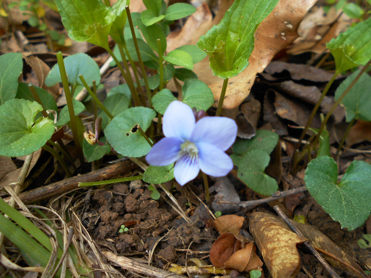 Making Skin Care Recipes with Foraged Plants