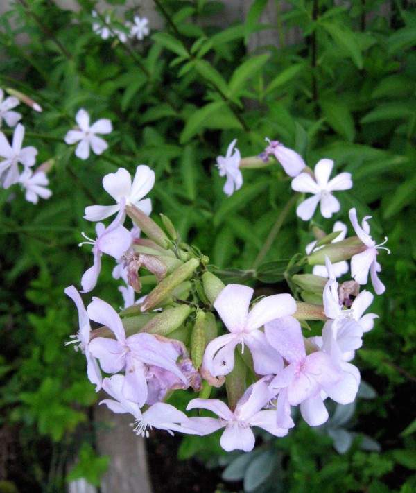 Yucca Shampoo 8 Oz Soapwort Shampoo Soap Nut Shampoo 