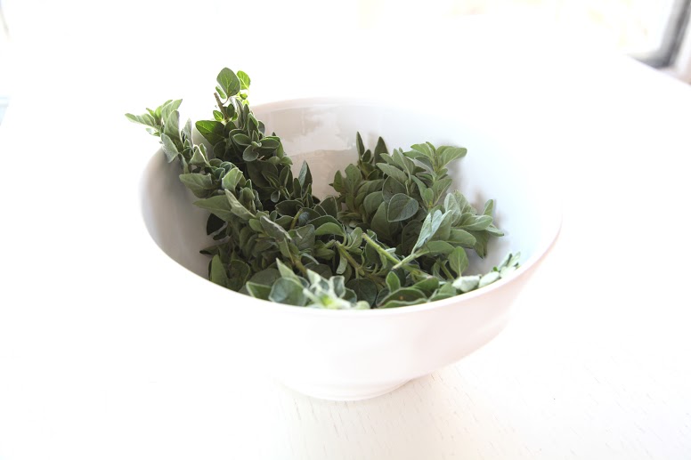 Oregano for Healing and Nutrition