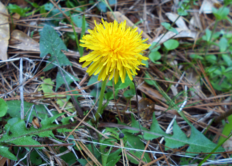 Skin Care Remedies with Foraged Herbs