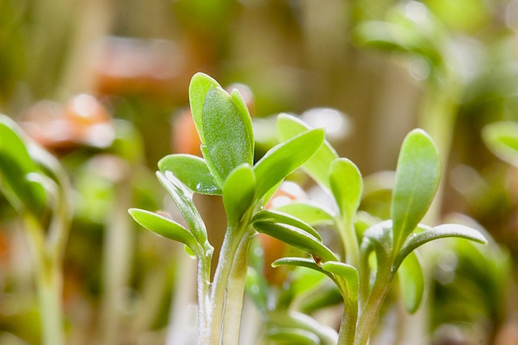 Starting your seedlings - Tips for Making Herb Garden Plans