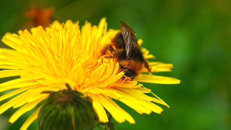 The Adventures of Gardening for kids! Helpful garden bugs and bees