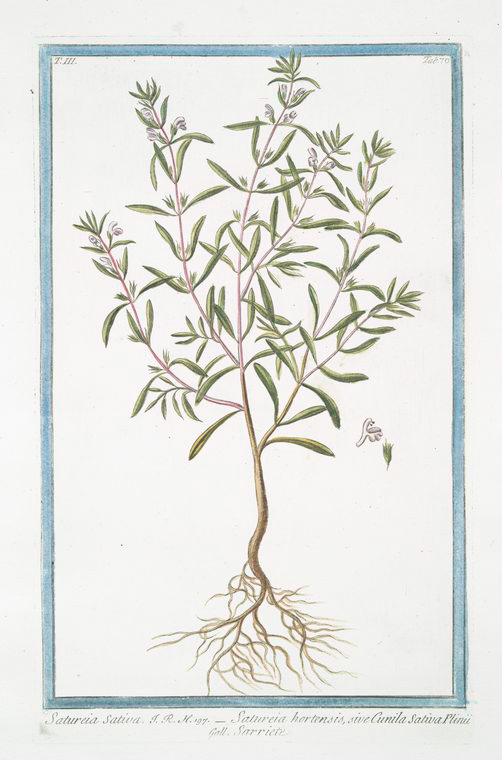 Savory Herb Monograph