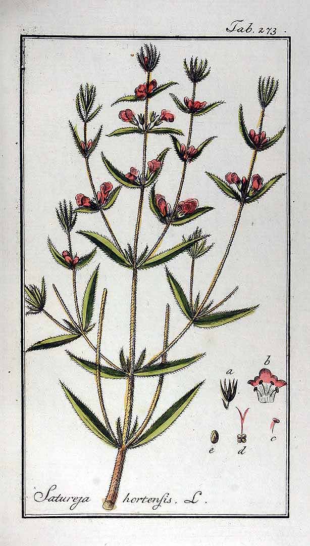Savory Monograph from The Herbarium, herbalist membership program