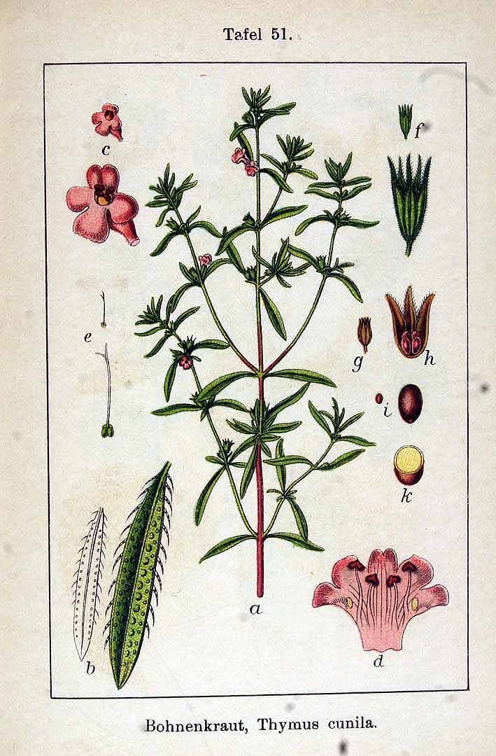 Savory Monograph from The Herbarium, herbalist membership program
