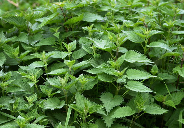 stinging nettle treatment vinegar