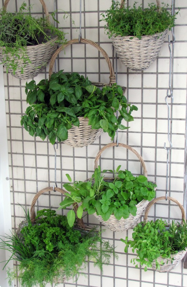 Herbs that Grow In Unlikely Locations - Wall Gardens