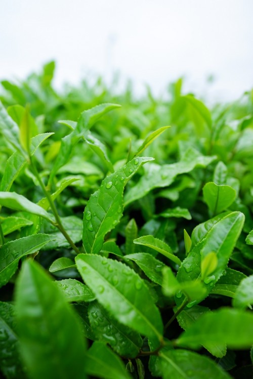 How to Enjoy Green Matcha Tea - Herbal Academy blog