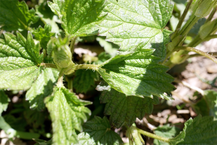 12 Nettle Recipes To Add To Your Cookbook | Herbal Academy | Stinging Nettles can be harvested, dried and incorporated into your diet year round for nourishment – add these delicious nettle recipes to your cookbook!