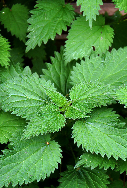 Medicinal uses of Stinging Nettles pd