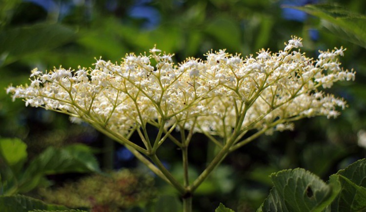 Allergy Home Remedies For Families: Elderflower