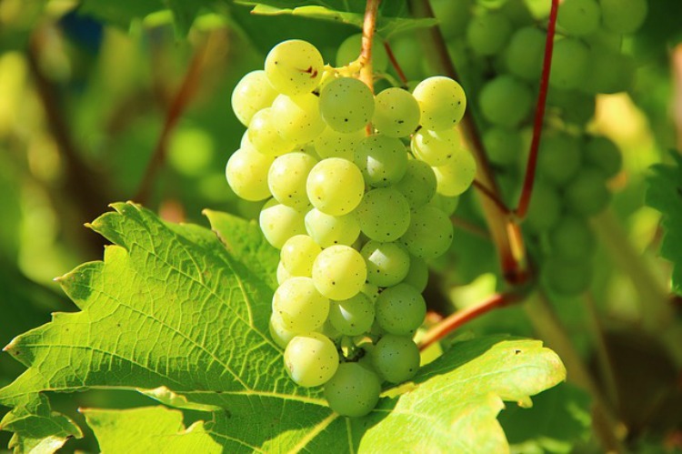 Grow a living fort with helpful plants: including edible foods such as grapes