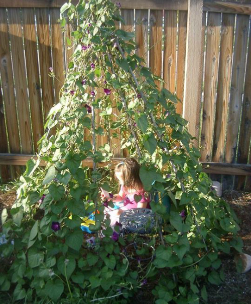Create A Living Tent From Useful Plants