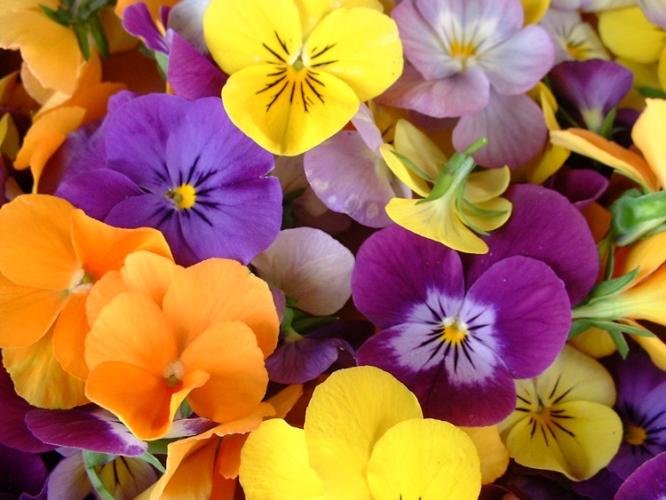 How to use violas for familly health