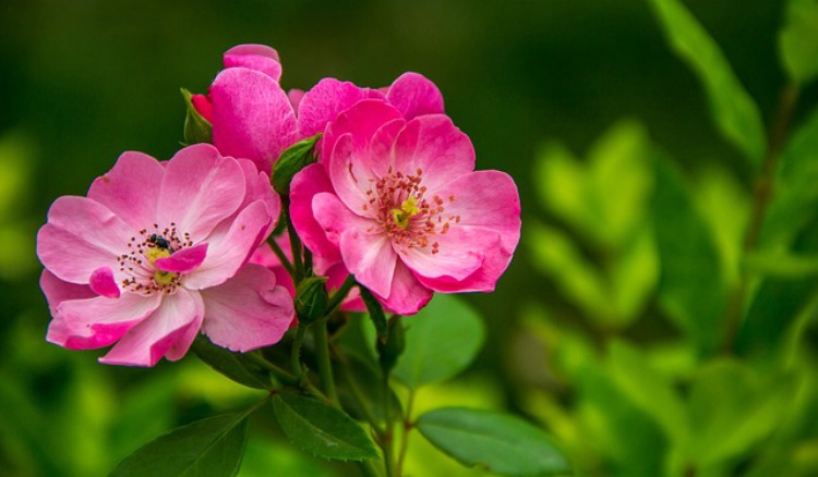 Allergy Home Remedies For Families: Rose