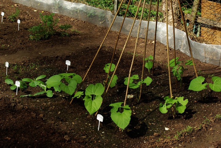 Starting Seedlings: for a living fort