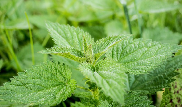 Allergy Home Remedies For Families: Stinging Nettle