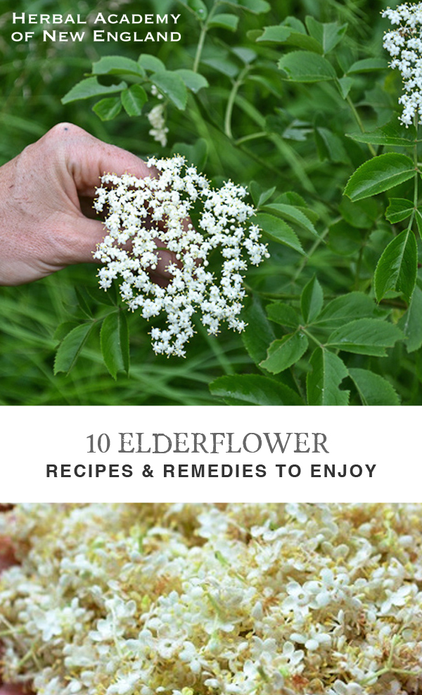 10 Elderflower Recipes and Remedies to Enjoy