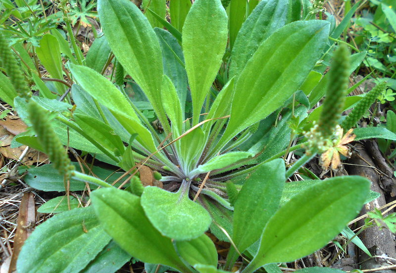 Easy-to-Make Recipes for Summer Skincare using Foraged Weeds