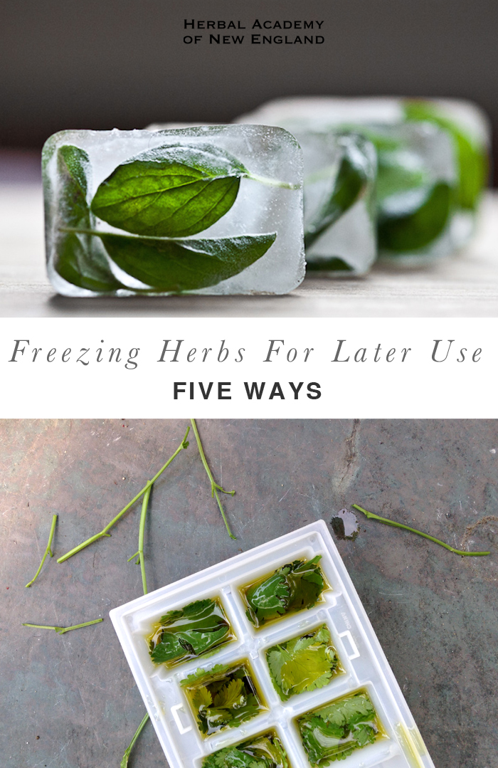 Five Ways to Freeze Herbs for Later Use - Herbal Academy blog