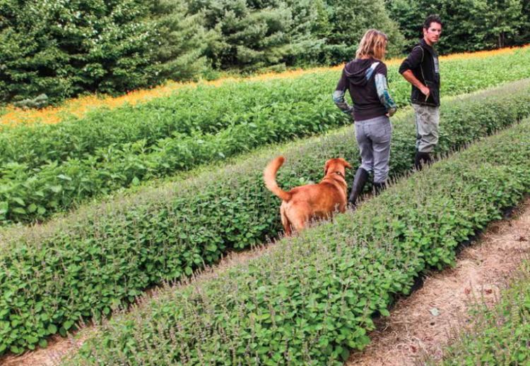 The Organic Medicinal Herb Farmer book