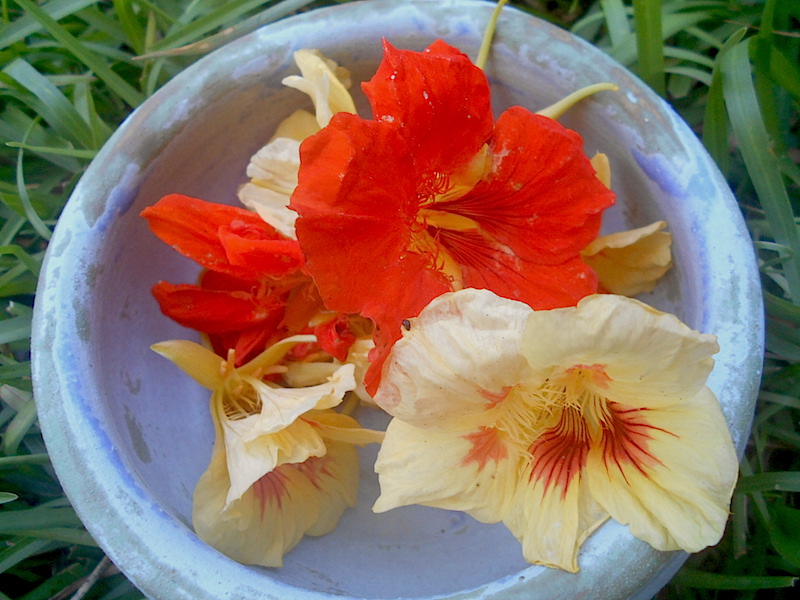 Three Nasturtium Recipes for Summer and tips for harvesting and preservation