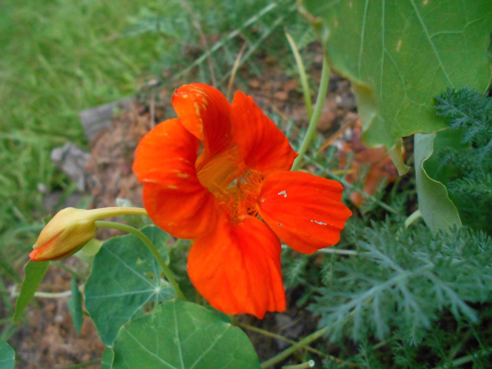 Three Nasturtium Recipes for Summer and tips for harvesting and preservation